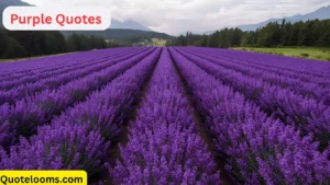 Read more about the article 💜 Purple Quotes That Paint Your World with Royal Vibes