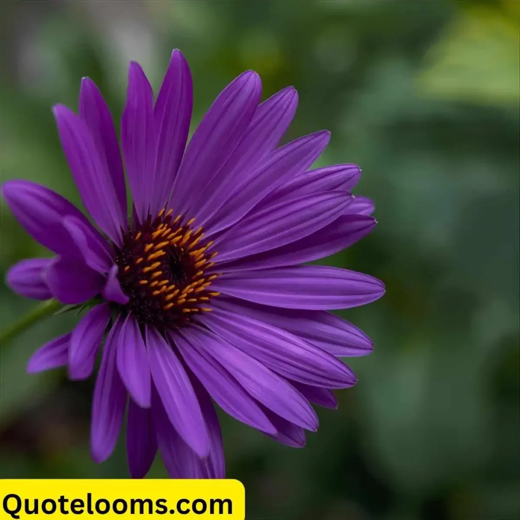 Purple Quotes for Instagram